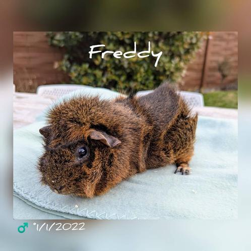 Prachtige beer - Freddy - adoptie, Dieren en Toebehoren, Knaagdieren, Mannelijk, Cavia, Tam