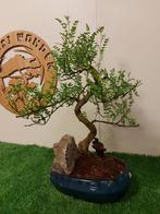 Bonsai Chinese peperboom met rots, Ophalen of Verzenden