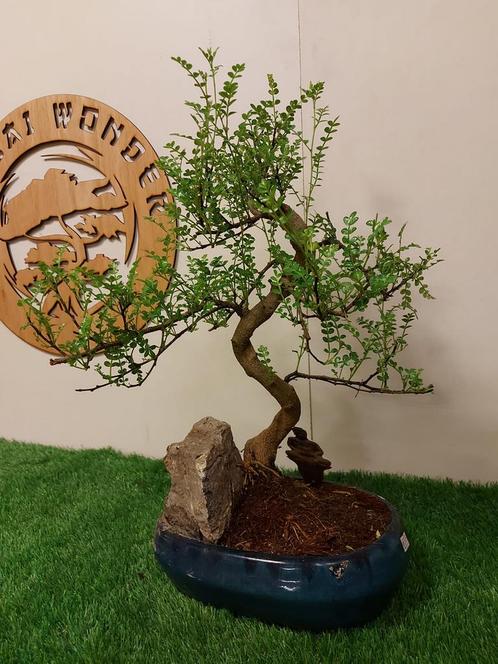 Bonsai Chinese peperboom met rots, Tuin en Terras, Planten | Bomen, Ophalen of Verzenden