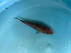 GinRin Chagoi 8,5cm, Dieren en Toebehoren