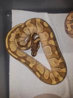 GHI ENCHI  ball python man, Dieren en Toebehoren