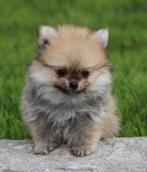 Pomchi pups, België, Keeshond, CDV (hondenziekte), 8 tot 15 weken