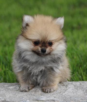 Pomchi pups beschikbaar voor biedingen