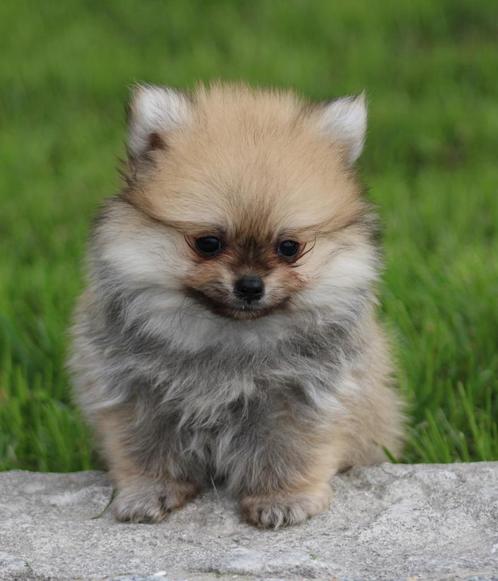 Pomchi pups, Dieren en Toebehoren, Honden | Poolhonden, Keeshonden en Oertypen, Meerdere dieren, Keeshond, Fokker | Professioneel