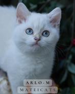 British Shorthair Blue Golden Point, Dieren en Toebehoren, Katten en Kittens | Raskatten | Korthaar, Meerdere dieren, Gechipt