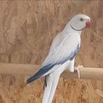 Halsband parkiet, Dieren en Toebehoren, Vogels | Parkieten en Papegaaien, Parkiet