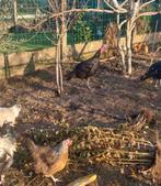 Kalkoen, Dieren en Toebehoren, Pluimvee