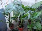 Alocasia / Olifantsoor, Ophalen