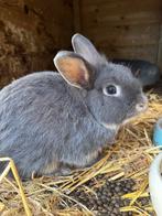 Dwergkonijntje, Dieren en Toebehoren, Konijnen, Mannelijk, Klein, 0 tot 2 jaar