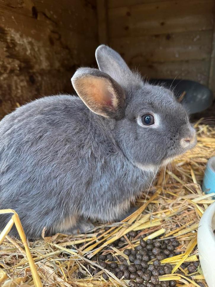 Dwergkonijntje, Dieren en Toebehoren, Konijnen, Klein, Mannelijk, 0 tot 2 jaar