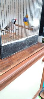 Vogels, Dieren en Toebehoren, Vogels | Toebehoren, Ophalen