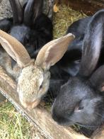 nid de lapins, Grand, Plusieurs animaux, 0 à 2 ans