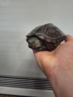 Chinese driekiel Waterschildpad, kweek trio