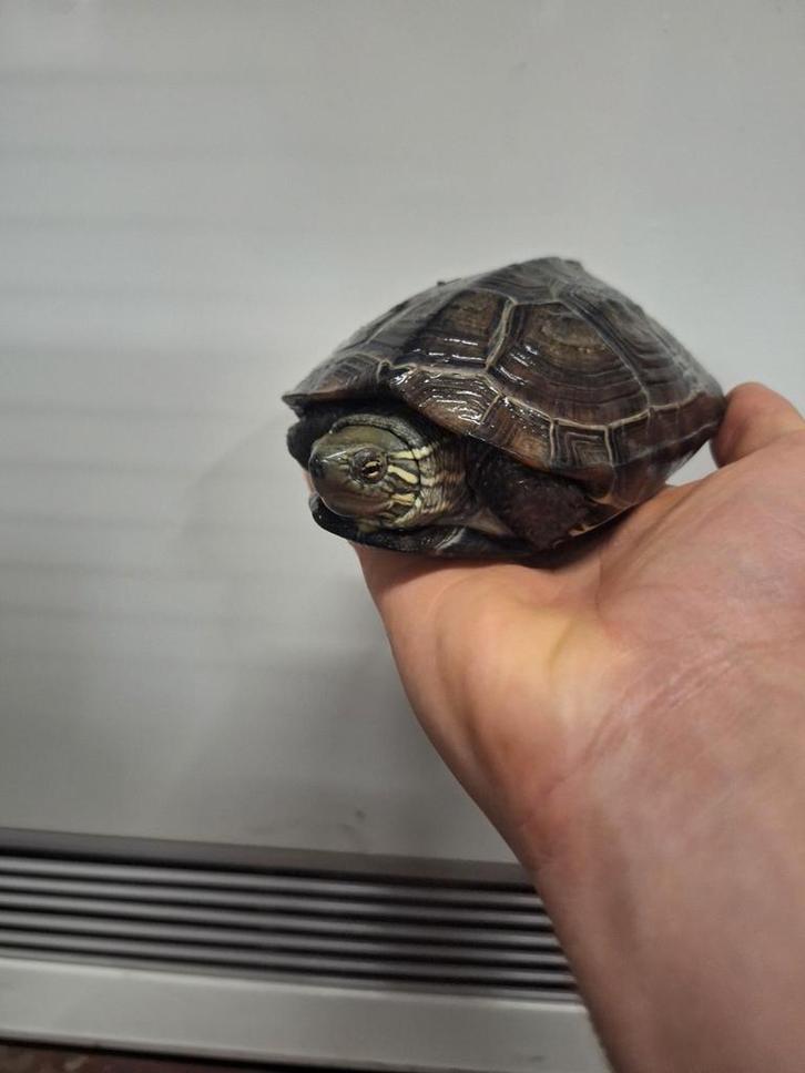 Chinese driekiel Waterschildpad, kweek trio, Dieren en Toebehoren, Reptielen en Amfibieën