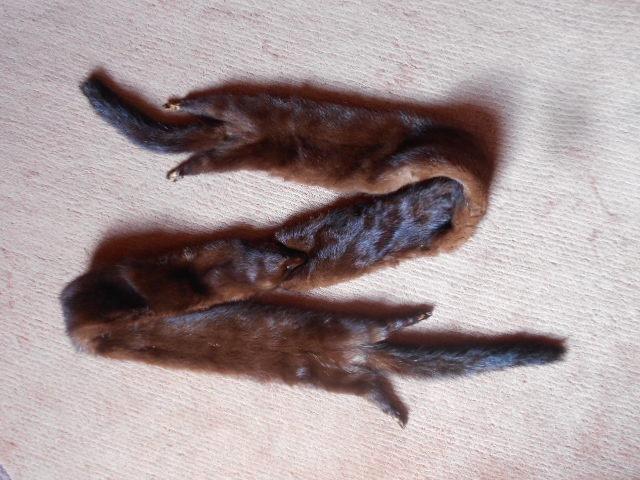 vison en parfait état 20€, Vêtements | Femmes, Bonnets, Écharpes & Gants, Comme neuf, Écharpe, Enlèvement ou Envoi