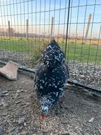 Zwart en wit Brahma broedeieren, Meerdere dieren, Kip