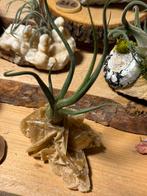 Tillandsia sur les minéraux : créations naturelles uniques, Enlèvement ou Envoi