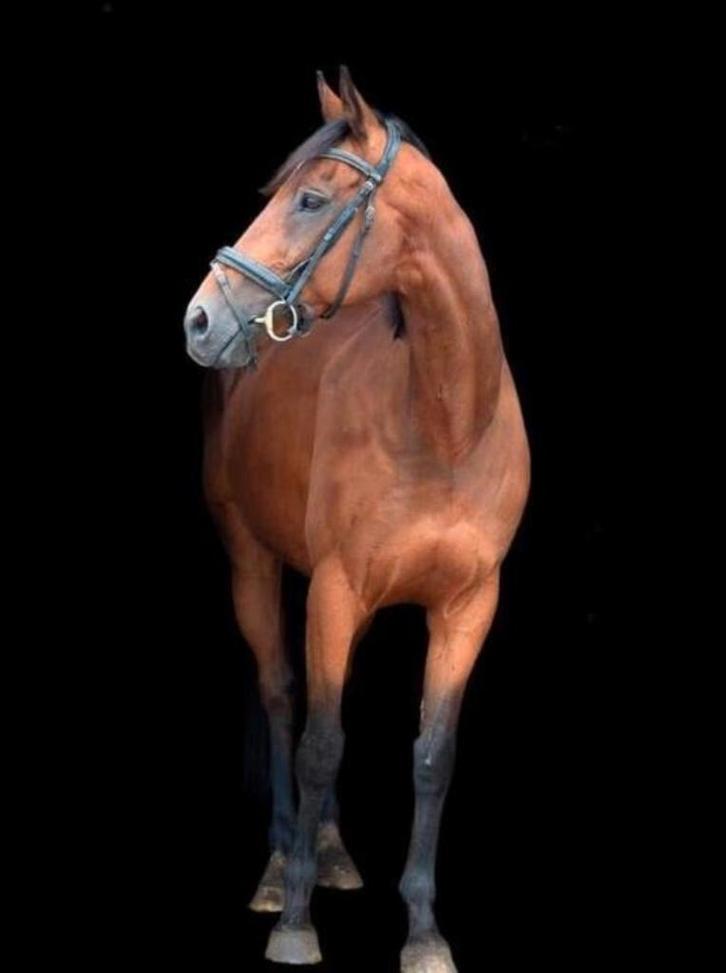 Lief en betrouwbaar leerpaard., Dieren en Toebehoren, Paarden, Ruin