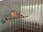 Bruin pastel goudvink man 23 en pop, Dieren en Toebehoren