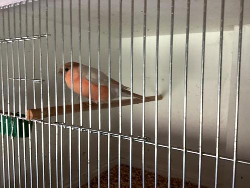Bruin pastel goudvink man 23 en pop, Dieren en Toebehoren, Vogels | Overige Vogels
