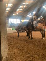 Halve stal gezocht!, Ophalen of Verzenden, Zo goed als nieuw