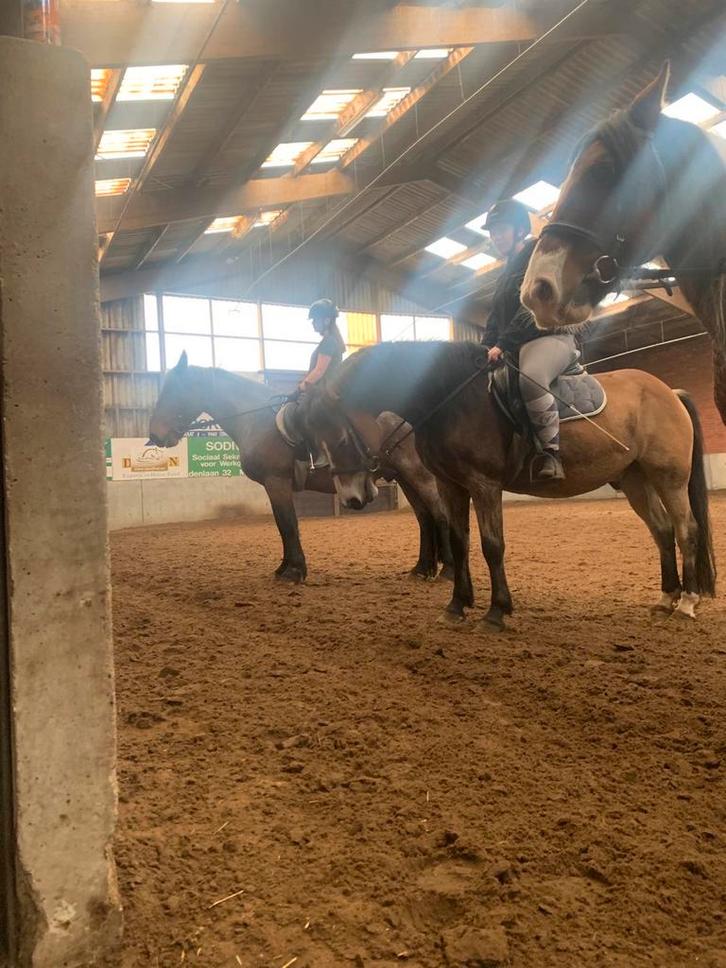 Halve stal gezocht!, Dieren en Toebehoren, Paarden en Pony's | Verzorgingsproducten, Zo goed als nieuw, Ophalen of Verzenden