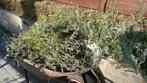 Gesnoeide lavendel gratis, Tuin en Terras, Planten | Tuinplanten, Ophalen