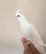 Een jong mannelijk valkparkiet-albino-team te koop, Mannelijk, Parkiet, Tam