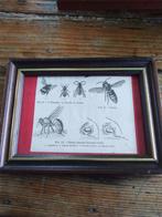 Cabinet de curiosité, jolie cadre guêpe frelon bourdon, Antiquités & Art, Envoi