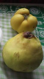 kweeperen, Ophalen, Nieuw