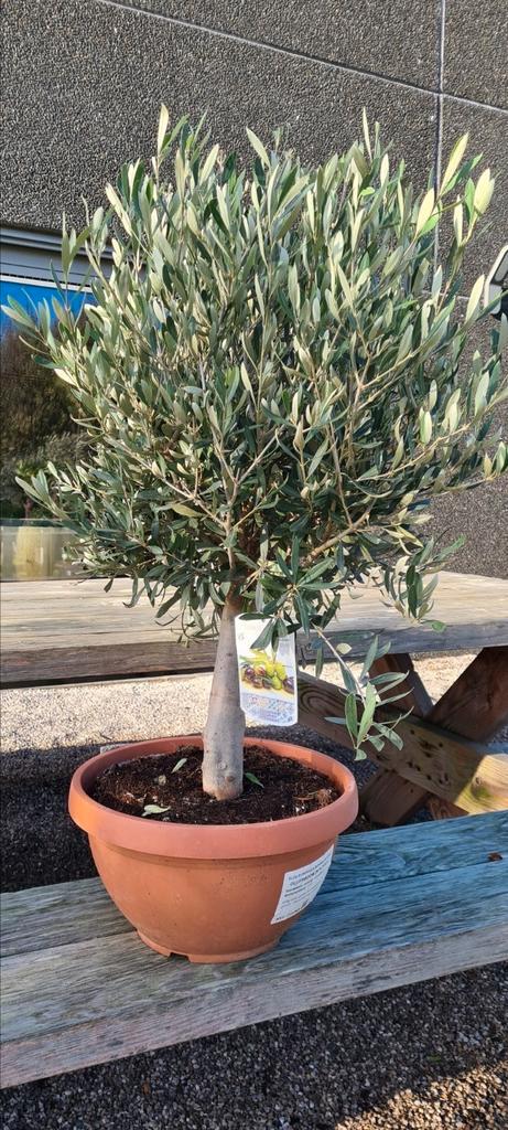 Olijfboom Olea Europaea in schaal, Tuin en Terras, Planten | Bomen, Olijfboom, Ophalen