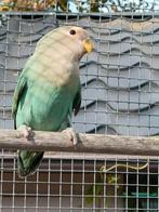 Agapornis geboren in juli, Dieren en Toebehoren, Vogels | Parkieten en Papegaaien, Mannelijk, Dwergpapegaai of Agapornis