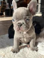 Franse Bulldog pups in huis opgevoed, Dieren en Toebehoren, België, CDV (hondenziekte), 8 tot 15 weken, Teef