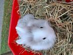 Baby konijntje Leeuwenkopje, Dieren en Toebehoren, Konijnen