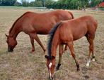 Paint merrie en merrieveulen, Dieren en Toebehoren, Paarden, Merrie, Westernpaard, Gechipt