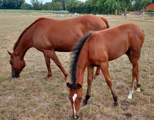 Paint merrie en merrieveulen, Dieren en Toebehoren, Paarden, Merrie, Westernpaard, Met stamboom, Gechipt, Ontwormd, Ingeënt