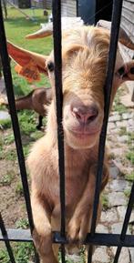 Geiten bok te koop, Dieren en Toebehoren, Weidegang