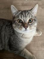 Kitten kater 5 maandjes, Animaux & Accessoires, Accessoires pour chats, Enlèvement ou Envoi