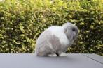 Minilop voedster, Dieren en Toebehoren, Konijnen, Vrouwelijk, Dwerg, Hangoor, 0 tot 2 jaar
