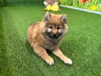 Kruising Shiba Inu pups, Dieren en Toebehoren, CDV (hondenziekte), Meerdere, 8 tot 15 weken, Meerdere dieren