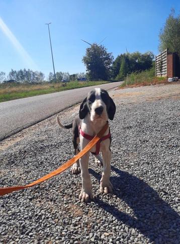 deense dog pup beschikbaar voor biedingen
