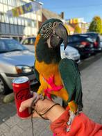 Handtamme blauwkeel ara, Animaux & Accessoires, Oiseaux | Perruches & Perroquets, Femelle, Parleur