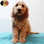 Cockapoo (Belgisch) pups te koop, Dieren en Toebehoren, Honden | Chihuahua's en Gezelschapshonden, België, CDV (hondenziekte)
