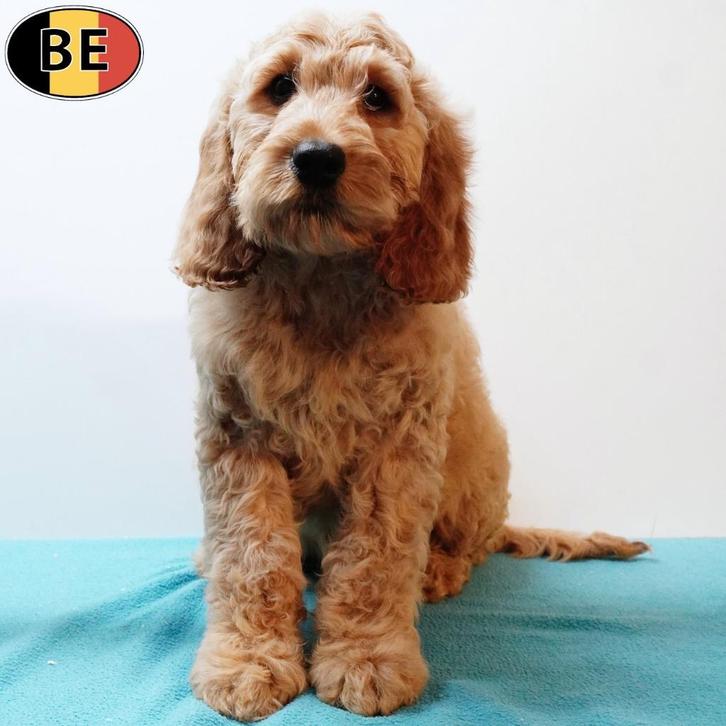 Cockapoo (Belgisch) pups te koop, Dieren en Toebehoren, Honden | Chihuahua's en Gezelschapshonden, Meerdere dieren, Overige rassen