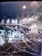 Mandarin, Enlèvement