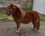 De hele Shetland van 3 jaar oud, Dieren en Toebehoren, Paarden en Pony's | Dekhengsten en Fokmerries, Hengst