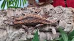 Gargoyle vrouwtje, Dieren en Toebehoren