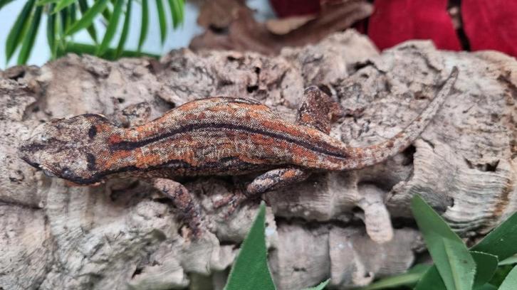 Gargoyle vrouwtje, Dieren en Toebehoren, Reptielen en Amfibieën