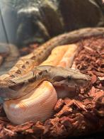 Boa contrictor, Dieren en Toebehoren, Slang, 0 tot 2 jaar