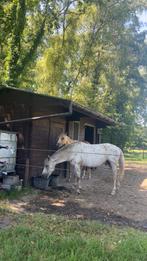Adoptie/verzorgpony aangeboden, Dieren en Toebehoren, Ruin, Niet van toepassing, D pony (1.37m tot 1.48m), 7 tot 10 jaar
